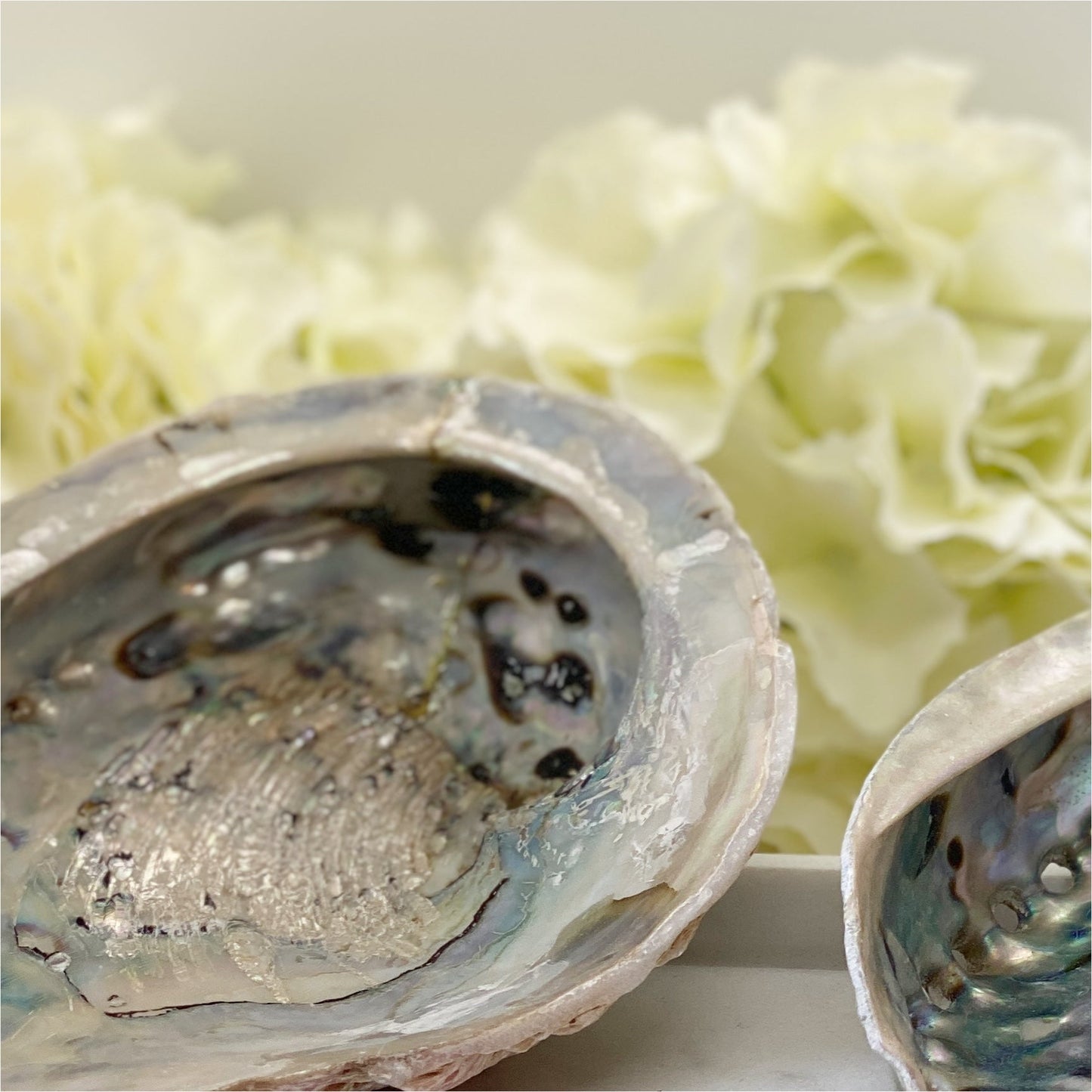 Abalone Skjell Stor-the-feelgood-shop