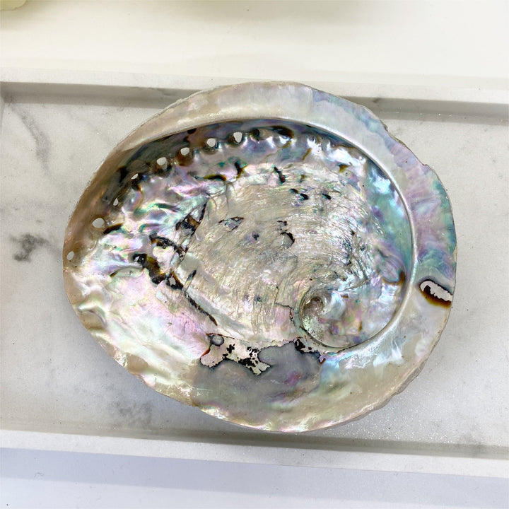 Abalone Skjell Stor